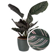 Calathea 'Ornata' + Anthracite Cachepot